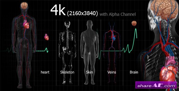 Medical Human - Motion Graphics (Videohive)