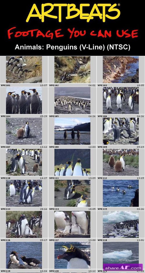 Artbeats - Animals: Penguins (V-Line) (NTSC)