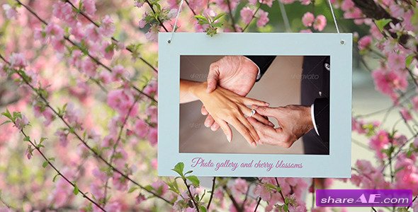Photo Gallery and Cherry Blossoms - After Effects Project (Videohive)