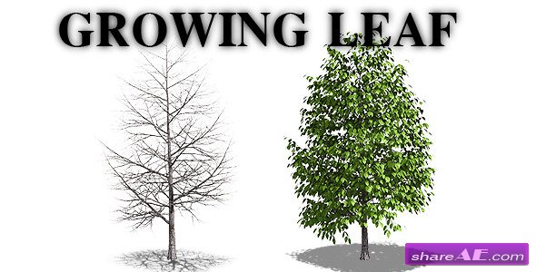 Growing Leaf - Motion Graphic (Videohive)