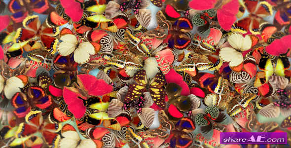 Elegant Butterflies - After Effects Project (Videohive)