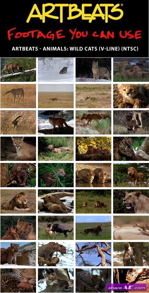Artbeats - Animals: Wild Cats (V-Line) (NTSC)